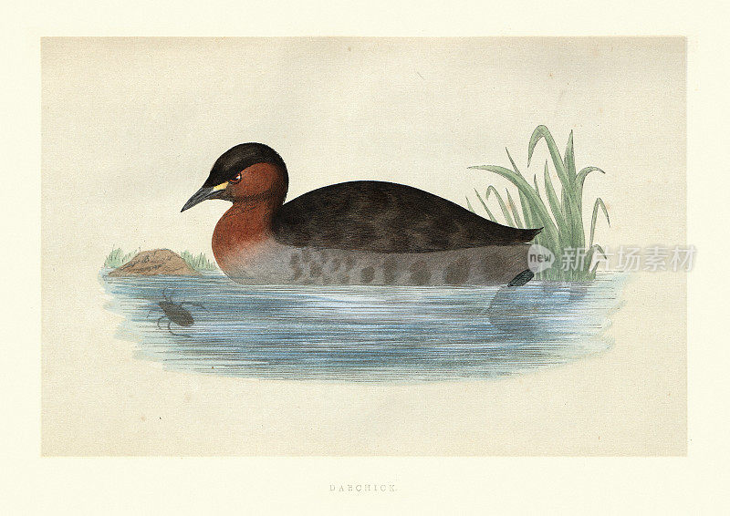 Dabchick或little grebe, Tachybaptus ruficollis，水鸟，野生动物艺术版画